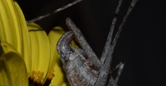 Brachyinsara hemiptera