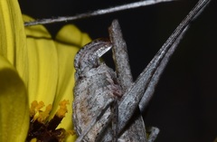 Brachyinsara hemiptera
