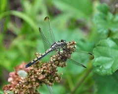Orthetrum lineostigma