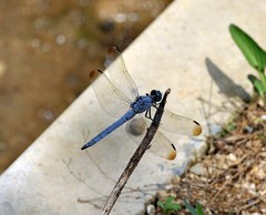 Orthetrum lineostigma