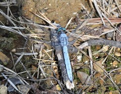 Orthetrum lineostigma