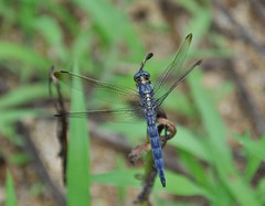 Orthetrum lineostigma