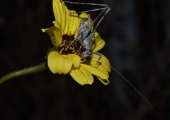 Brachyinsara hemiptera