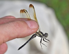 Orthetrum lineostigma