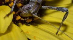 Brachyinsara hemiptera