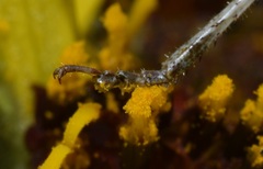 Brachyinsara hemiptera