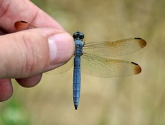 Orthetrum lineostigma