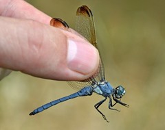 Orthetrum lineostigma