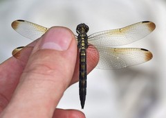Orthetrum lineostigma