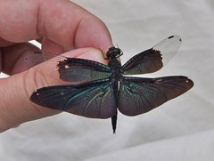 Rhyothemis fuliginosa