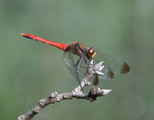 Sympetrum risi