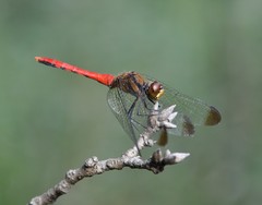 Sympetrum risi