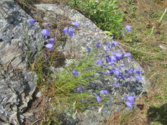 Campanula intercedens