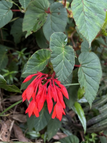 Begonia ferruginea, photograph 1