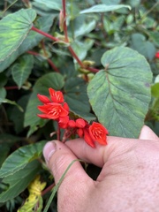 Nicolás Baresch Uribe, CC BY, iNaturalist via GBIF Begonia ferruginea, photograph Nicolás Baresch Uribe, CC BY, iNaturalist via GBIF