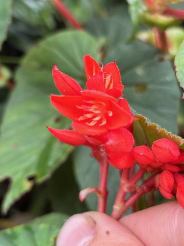 Begonia ferruginea, photograph 3