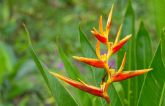 Heliconia × nickeriensis