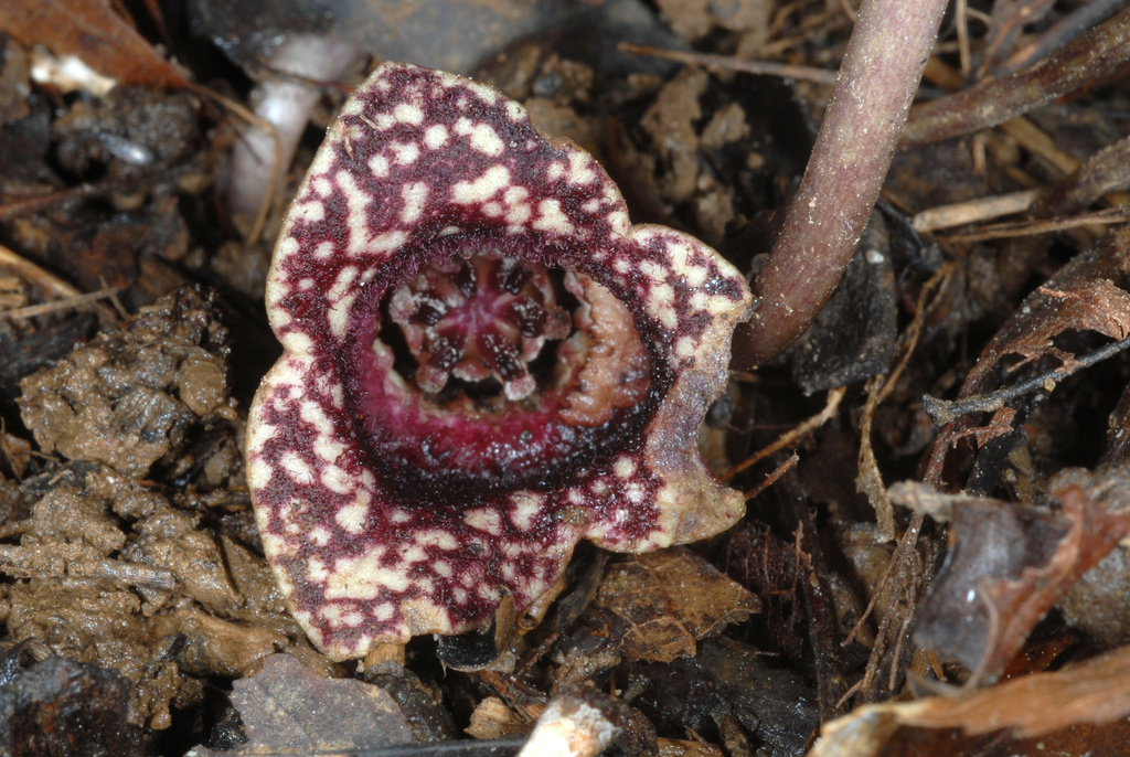 little heartleaf