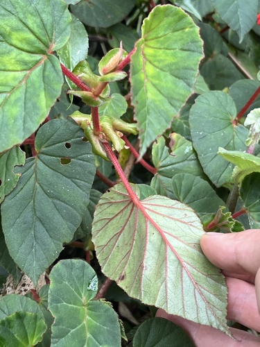 Begonia ferruginea, photograph 4