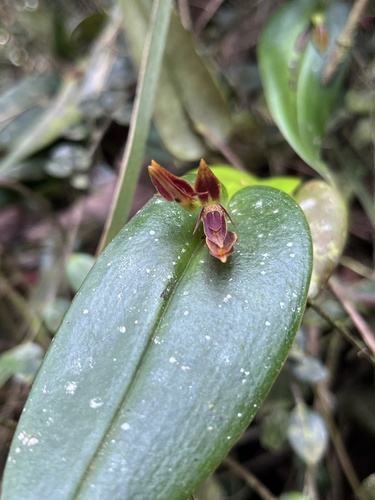 Leather-Heart Orchid (Pleurothallis coriacardia)