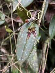 Pleurothallis coriacardia, photograph (c) Nicolás Baresch Uribe, some rights reserved (CC BY)