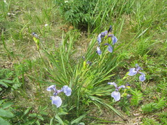 Iris hookeri