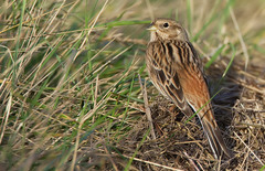 Pine Bunting photo 4