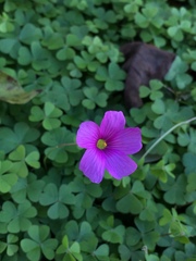 Oxalis hispidula