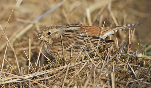 Pine Bunting