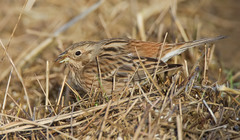 Pine Bunting photo 5