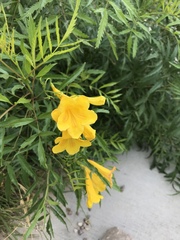 Tecoma stans angustata