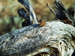 Trachyrhinus marmoratus