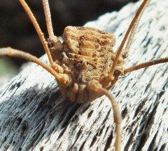 Trachyrhinus marmoratus