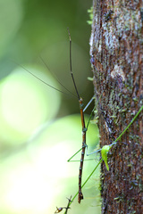 Leiophasmatinae