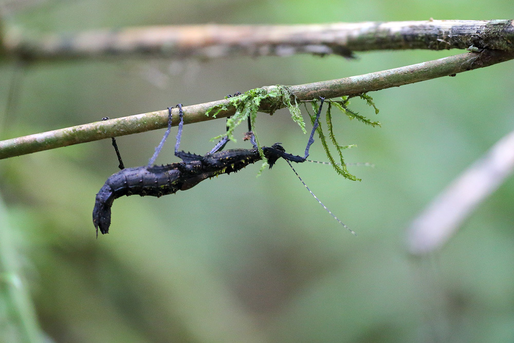Anisacanthidae
