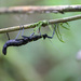 Parectatosoma echinus - Photo (c) Erland Refling Nielsen, μερικά δικαιώματα διατηρούνται (CC BY-NC)