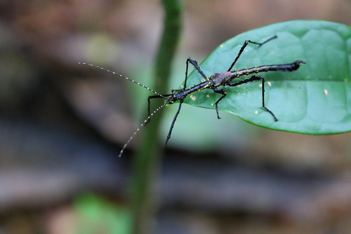 Parectatosoma echinus