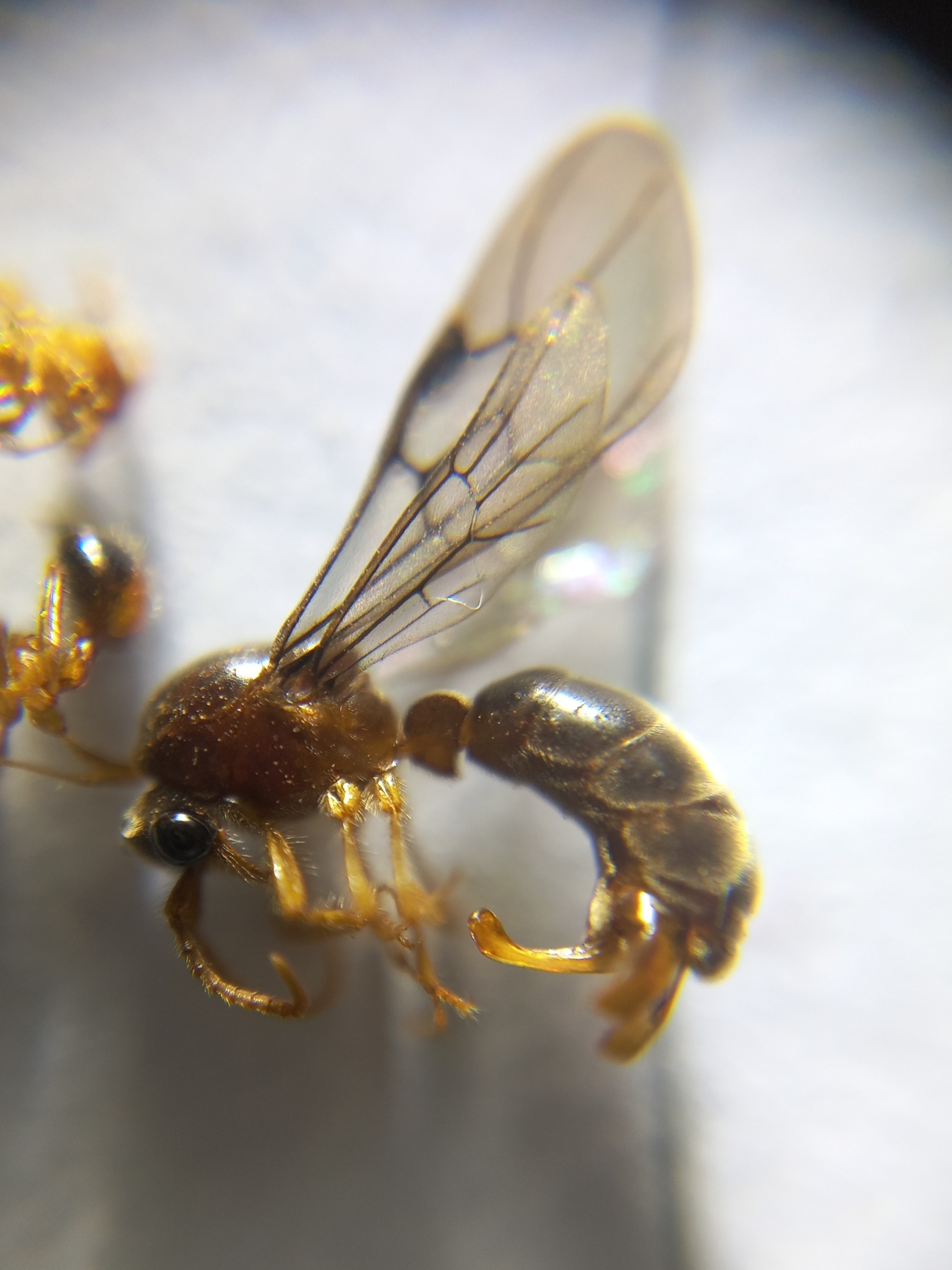 Aenictus clavitibia