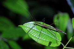 Diesbachia tamyris