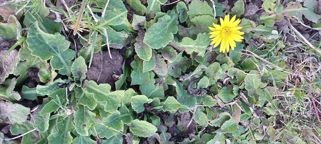 Arctotis debensis
