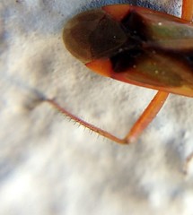 Pseudomegacoelum beckeri