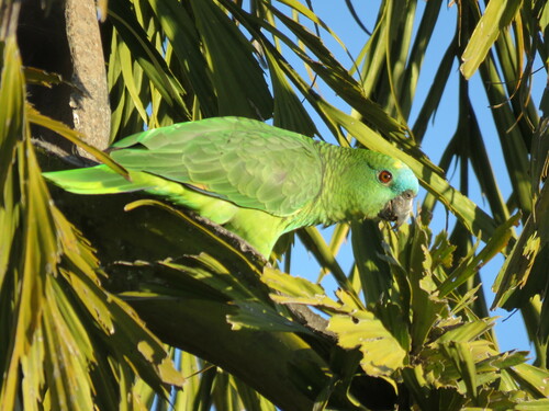 Turquoise-fronted Amazon, photo 3 of 7