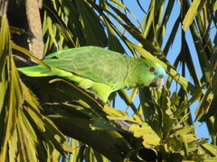Turquoise-Fronted Amazon photo 2