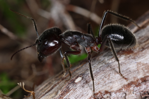獒弓背蚁Camponotus molossus