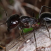 Camponotus molossus - Photo (c) Patrick Wake, μερικά δικαιώματα διατηρούνται (CC BY-NC), uploaded by Patrick Wake