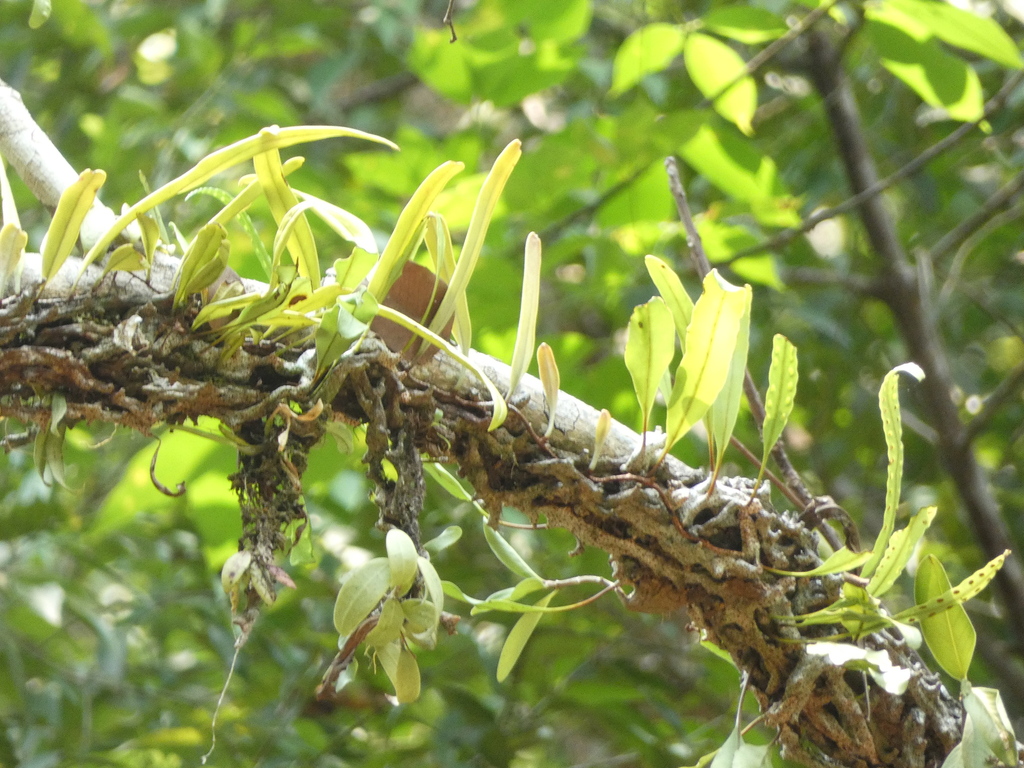 Ráng ưa kiến – Lecanopteris sinuosa
