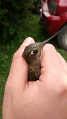 Sephanoides sephaniodes