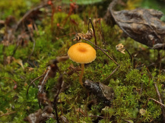 Loreleia postii