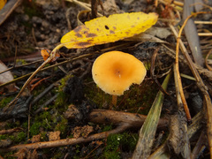 Loreleia postii