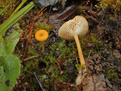 Loreleia postii